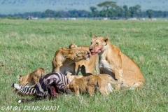 lionne et lionceaux / lioness and cubs