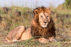 lion mâle / male lion