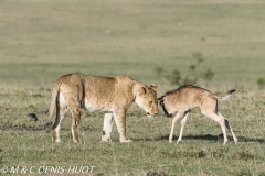 Kenya, Reserve de Masai-Mara, lion (Panthera leo), lionne jouant tendrement avec un jeune gnou égaré