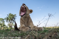 Lionceau / lion cub