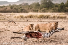 lionne et lionceaux / lioness and cubs