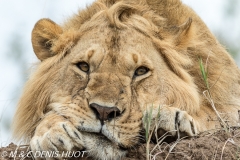 lion mâle / male lion