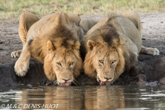 lion mâle / male lion