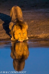 lion mâle / male lion