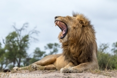 lion mâle / male lion