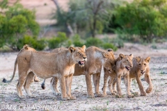 lionne et lionceaux / lioness and cubs