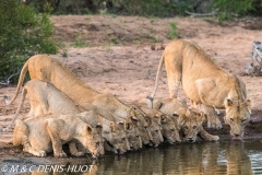 lionne et lionceaux / lioness and cubs