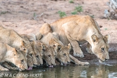 lionne et lionceaux / lioness and cubs