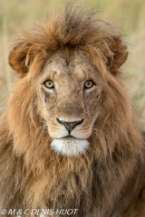 lion mâle / male lion