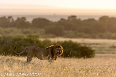 lion mâle / male lion