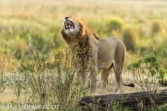 lion mâle / male lion