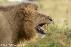 lion mâle / male lion