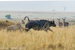 lion et buffle / lion and buffalo