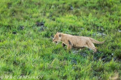 lionceau / lion cub