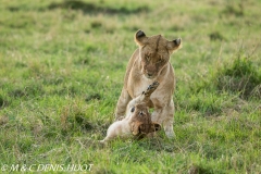 lionne et lionceaux / lioness and cubs