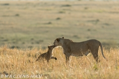 lionne et lionceaux / lioness and cubs