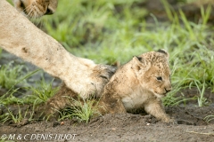 lionne et lionceaux / lioness and cubs