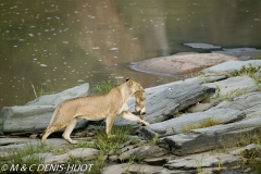 lionne et lionceaux / lioness and cubs