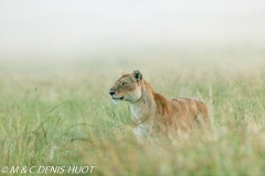 lionne en chasse / lioness hunting