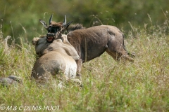 lionne en chasse / lioness hunting