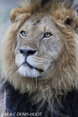 lion mâle / male lion