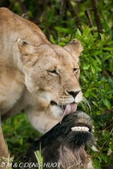 lionne en chasse / lioness hunting