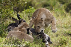 lionne en chasse / lioness hunting