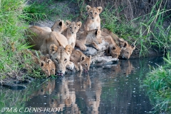 lionne et lionceaux / lioness and cubs