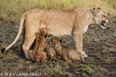 lionne et lionceaux / lioness and cubs