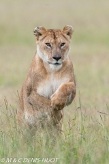 lionne en chasse / lioness hunting