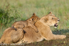 lionne et lionceaux / lioness and cubs