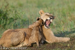 lionne et lionceaux / lioness and cubs