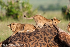 lionceau / lion cub