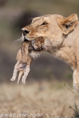 lionne et lionceaux / lioness and cubs