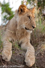 lionceau / lion cub