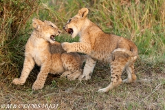 lionceau / lion cub