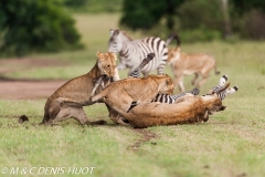 lionne en chasse / lioness hunting