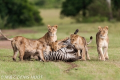 lionne en chasse / lioness hunting