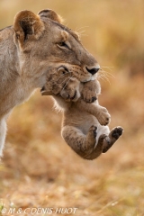 lionne et lionceaux / lioness and cubs