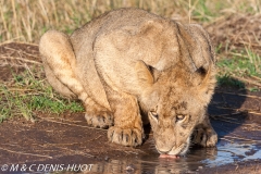 lionceau / lion cub