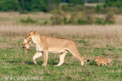 lionne et lionceaux / lioness and cubs