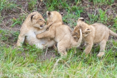 lionceau / lion cub