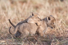 lionceau / lion cub