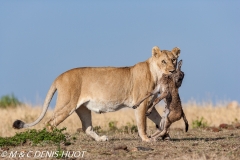 lionne en chasse / lioness hunting