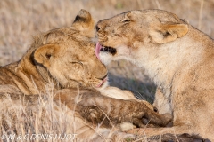 Kenya, Réserve nationale du Masai-Mara, Lion (Panthera leo), lionne et lionceau se toilettant // Kenya, Masai-Mara game reserve, lion (Panthera leo), lioness cleaning a big cub