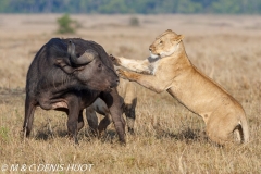 lionne en chasse / lioness hunting