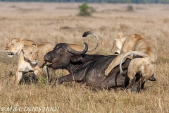 lionne en chasse / lioness hunting