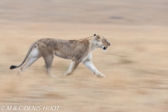 lionne en chasse / lioness hunting