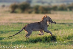 lion mâle / male lion