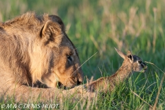 lion mâle / male lion